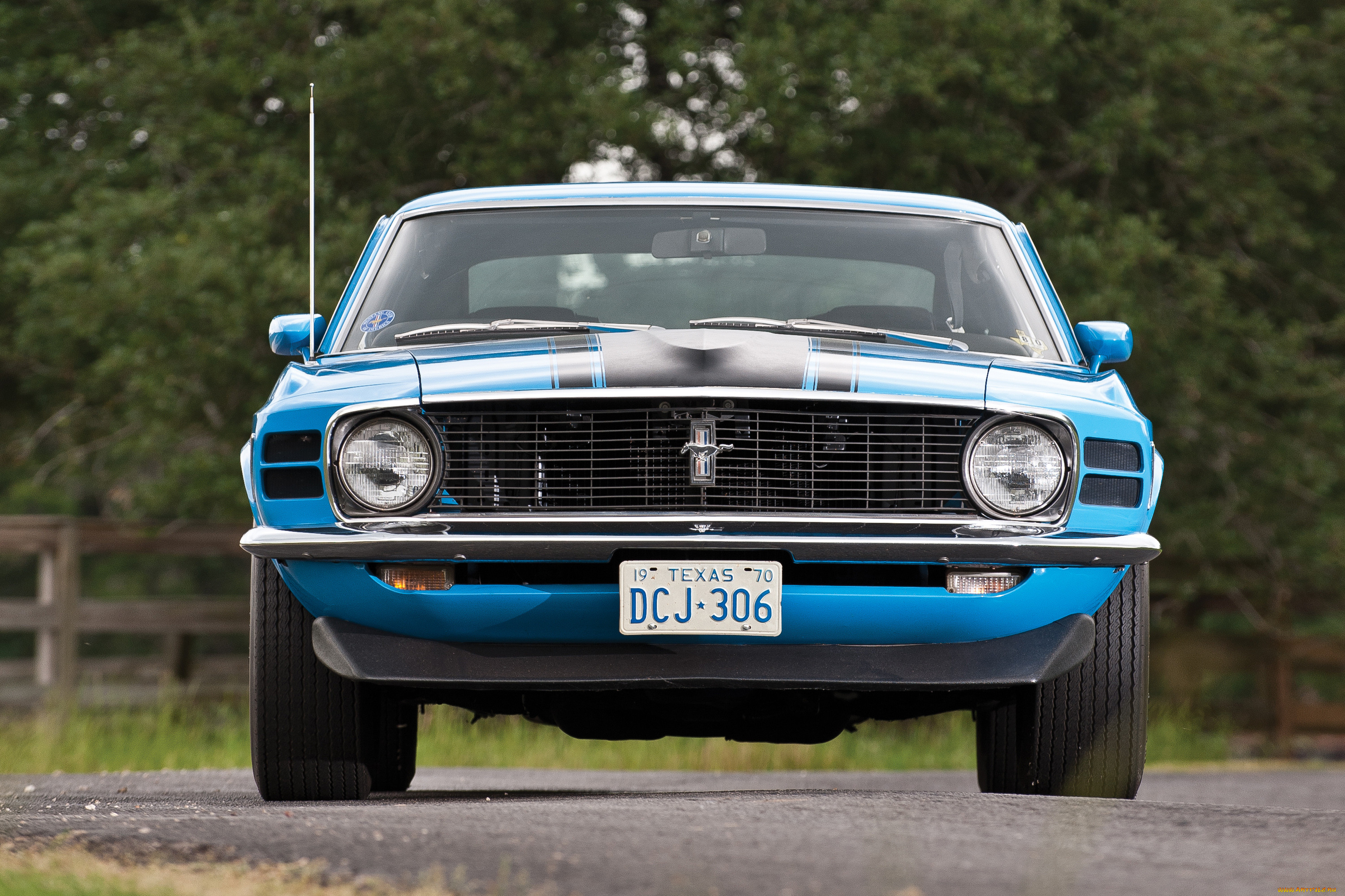 , mustang